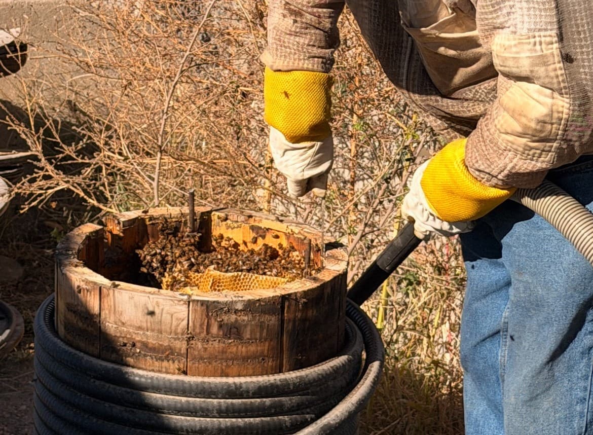 'Bee' kind: West Center Sand saves a colony of honeybees